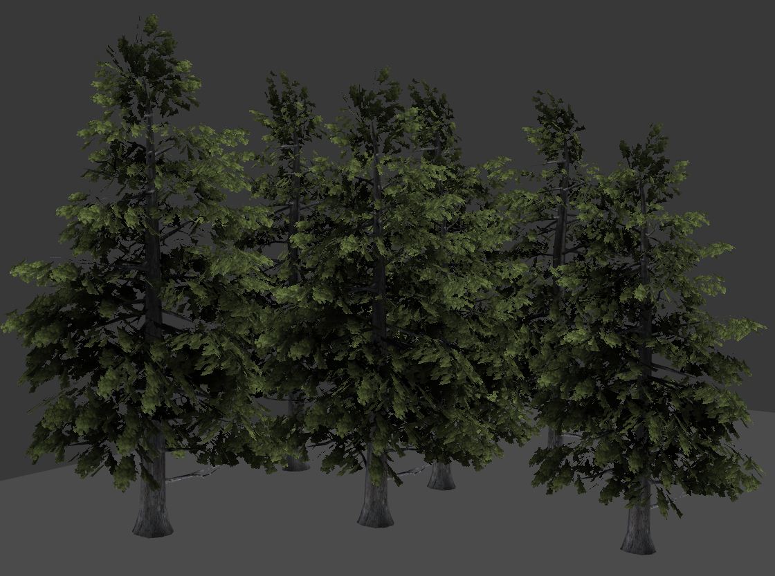 new_fir_tree.JPG